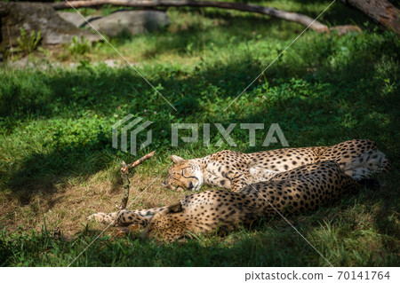 Cheetah lying on the ground under the sunlight with a blurry background 70141764