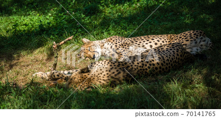 Cheetah lying on the ground under the sunlight with a blurry background Cheetah lying on the ground under the sunlight with a blurry background 70141765