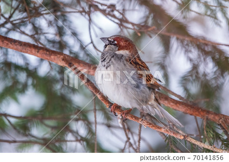 Sparrow sits on a branch without leaves. Sparrow sits on a branch without leaves. 70141856