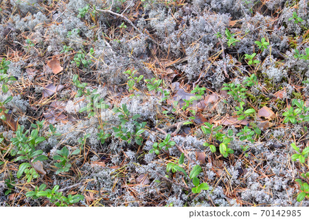 Moss and cranberry bushes. Moss and cranberry bushes. 70142985