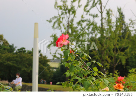 rose rose 70143195