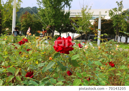 rose rose 70143205