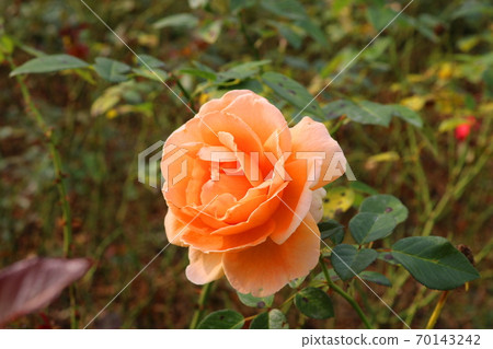 rose rose 70143242