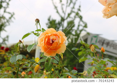 rose rose 70143243
