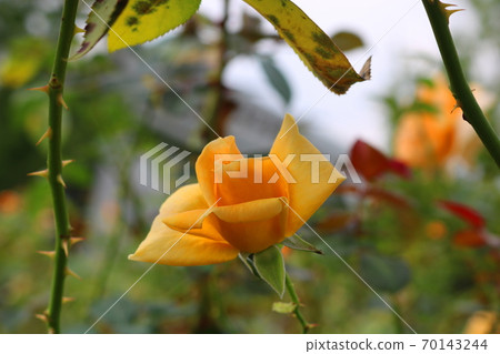 rose rose 70143244