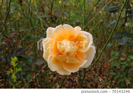 rose rose 70143246