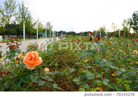 rose rose 70143256