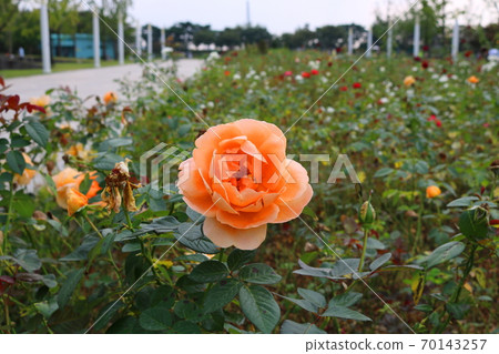 rose rose 70143257