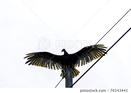 Turkey Vulture (cathartes aura) 70143441