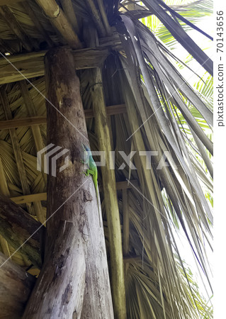 Cuban male lizard Allison's Anole Cuban male lizard Allison's Anole 70143656