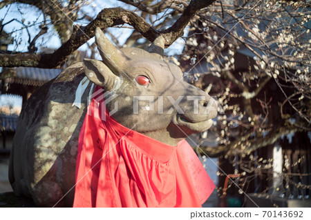 Kitano Tenmangu, profile of red-eye cow and white plum Kitano Tenmangu, profile of red-eye cow and white plum 70143692