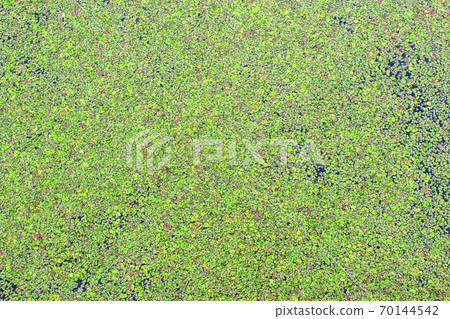 Green duckweed 70144542