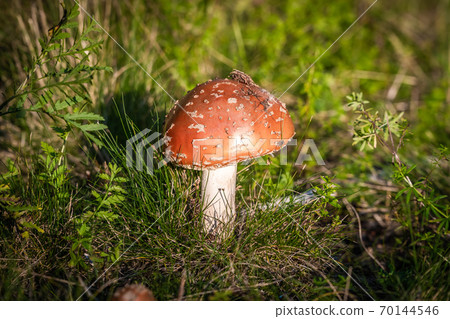 Russia, Saint Petersburg. Inedible mushroom fly agaric beautifully flaunts in the grass of the autumn forest. 70144546