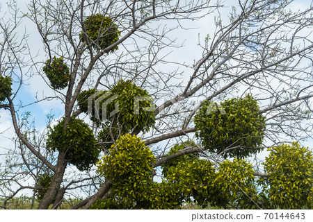 Mistletoe white parasite on tree branches 70144643