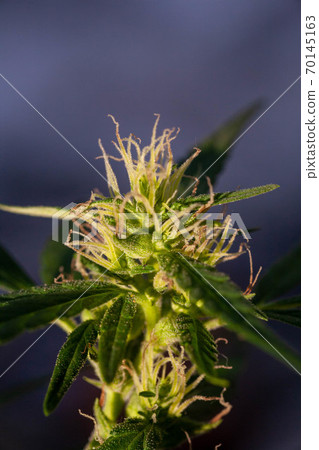 Closeup of Cannabis female plant in flowering phase. 70145163
