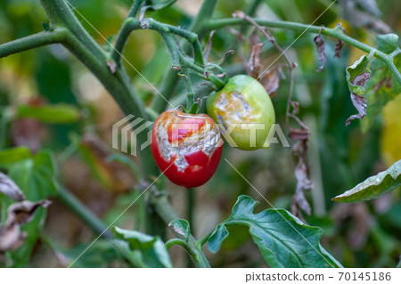 damaged by disease and pests of tomato leaves damaged by disease and pests of tomato leaves 70145186