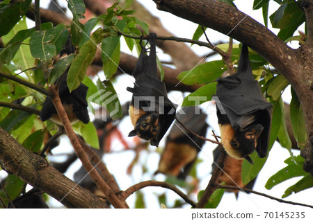 Spectacled flying fox (Cairns, Australia) Spectacled flying fox (Cairns, Australia) 70145235