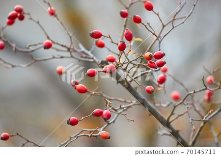 Rosehips herb closeup Rosehips herb closeup 70145711