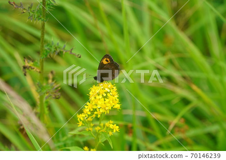 Benihikage sucking the nectar of Phedimus aizus 70146239