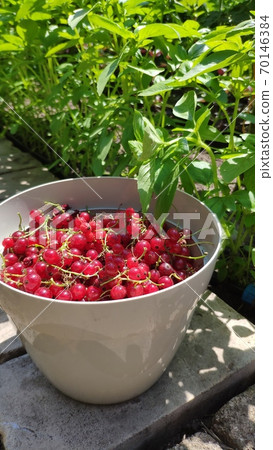 Full bucket of red currants over greenhouse backdrop, top view, mobile photo 70146384