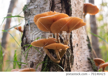 Armillaria mellea or honey mushrooms on the stump 70146423