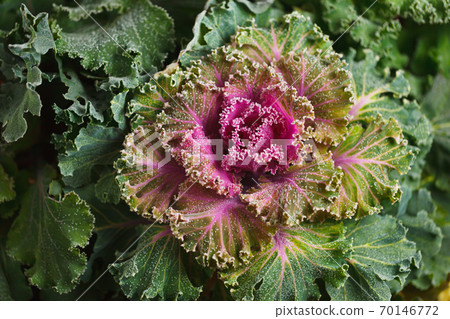 colorful blooming ornamental cabbage flower (cauliflower) with frost colorful blooming ornamental cabbage flower (cauliflower) with frost 70146772