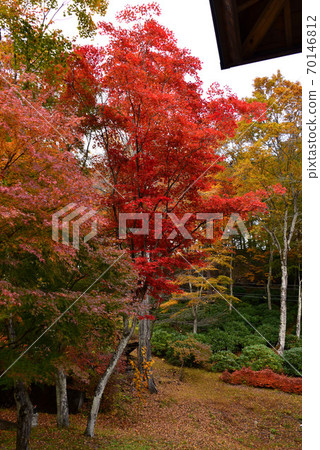 Autumn leaves of Sanmine Shrine Autumn leaves of Sanmine Shrine 70146812