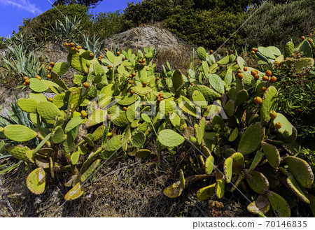 Opuntia stricta - Prickly pear cactus - Vernazza, Cinque Terre, Italy 70146835