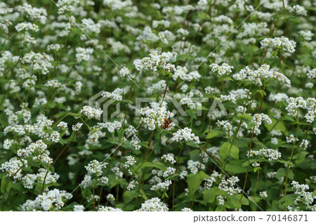 Buckwheat noodles flowers 70146871