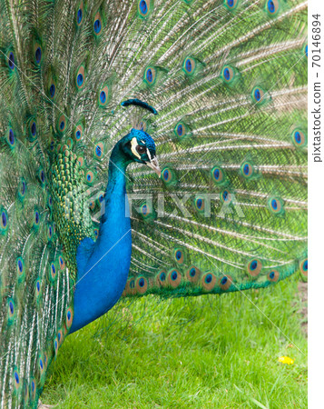 Peacock with spread feathers 70146894