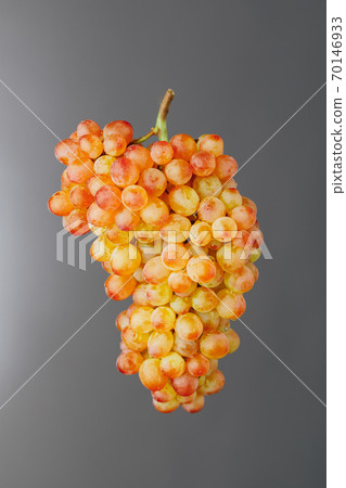 pink and green muscat grapes vine, gray background pink and green muscat grapes vine, gray background 70146933