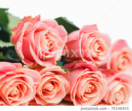 bunch of pink roses, white background 70146955