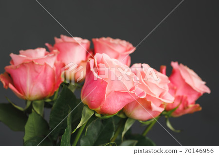 pink roses bouquet, gray background 70146956