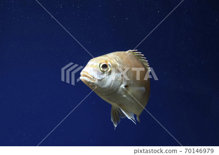 Thai sea bream red sea bream Thai sea bream red sea bream 70146979