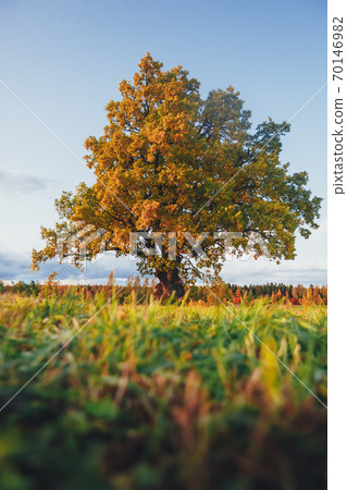 oak tree with yellow foliage at sunny autumn day oak tree with yellow foliage at sunny autumn day 70146982