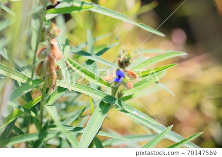 Raccoon bean flower 70147569