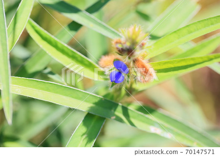 Raccoon bean flower Raccoon bean flower 70147571