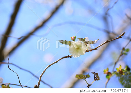 Cherry blossom 70147574