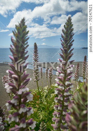 Landscape of Osorno Volcano and Llanquihue Lake at Puerto Varas, Chile, South America. 70147621