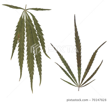 Realistic marijuana leaf. Cannabis plant isolated on white background. Realistic marijuana leaf. Cannabis plant isolated on white background. 70147828