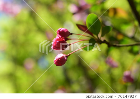 花 花 70147927
