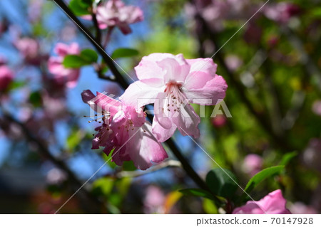 Pink flowers Pink flowers 70147928