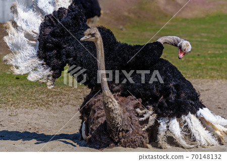 A large black EMU ostrich with a long neck has spread its wings and is mating with a female. Mating 70148132