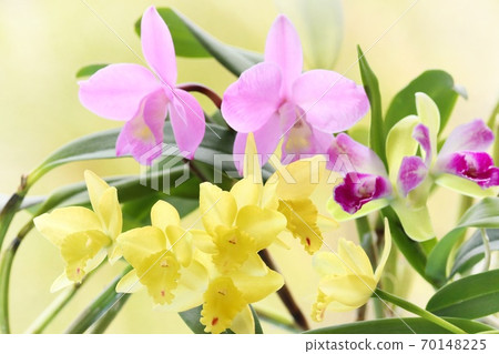 迷你卡特蘭3種蘭花花 70148225