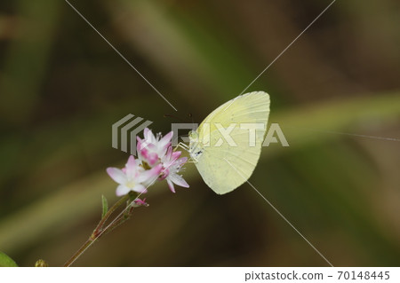 Northern Spotted Butterfly Northern Spotted Butterfly 70148445