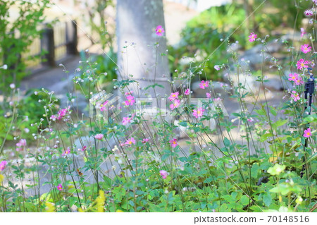 Shuigayuki flower Shuigayuki flower 70148516