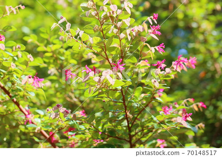 Safflower Tokiwamansaku flowers Safflower Tokiwamansaku flowers 70148517