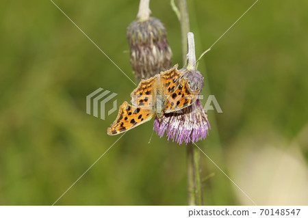 Kitateha在野澤花上吮吸蜂蜜 Kitateha在野澤花上吮吸蜂蜜 70148547