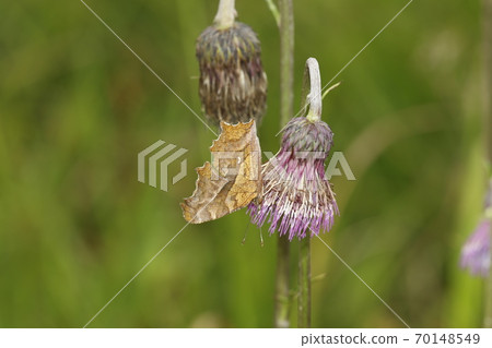 Kitateha在野澤花上吮吸蜂蜜 Kitateha在野澤花上吮吸蜂蜜 70148549