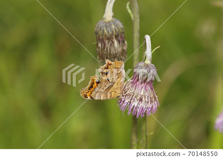 Kitateha在野澤花上吮吸蜂蜜 70148550